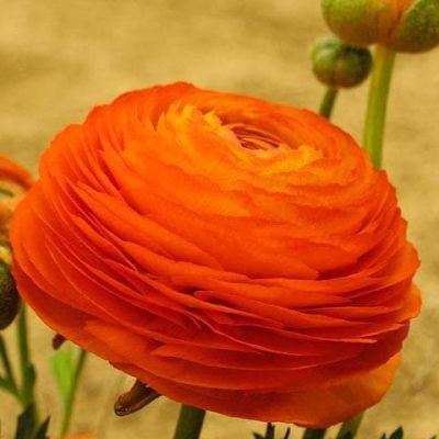 Ранункулюс Оранж Ранункулюс Оранж фото