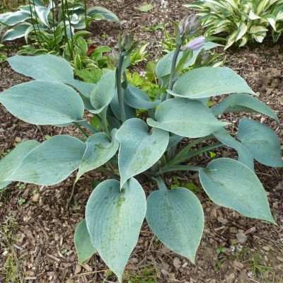 Хоста Баллет Пруф Хоста Баллет Пруф - Dolina-Sad.Ru