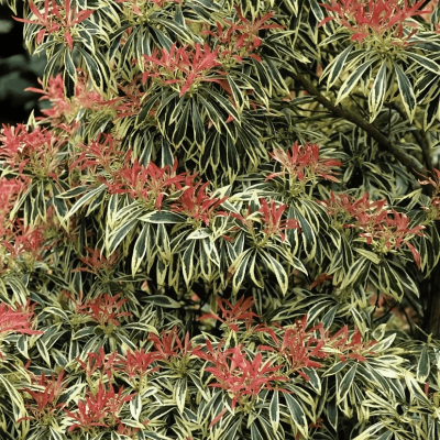 Пиерис Маленький Хит Пиерис Маленький Хит фото